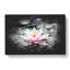 A Pale Pink Water Lily - Wrapped Canvas Print-56648128