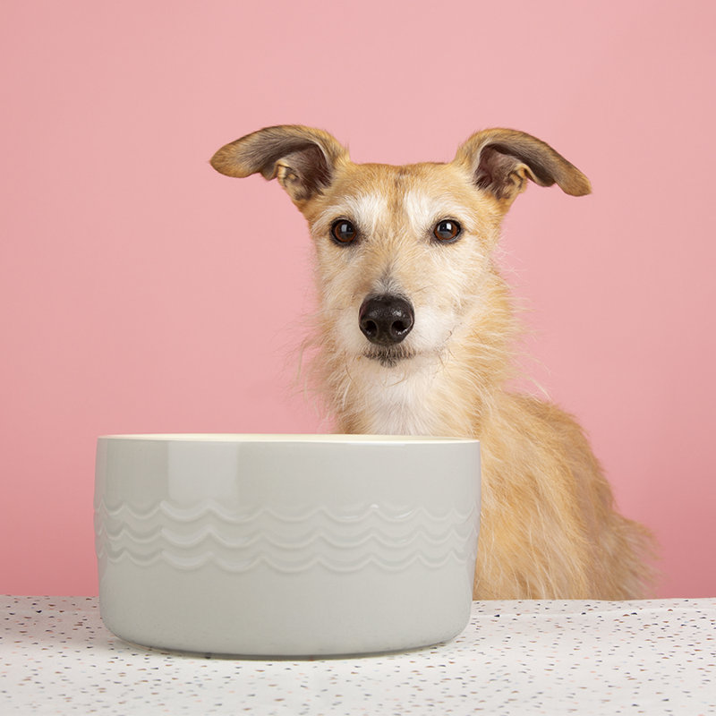 Pet Bowl