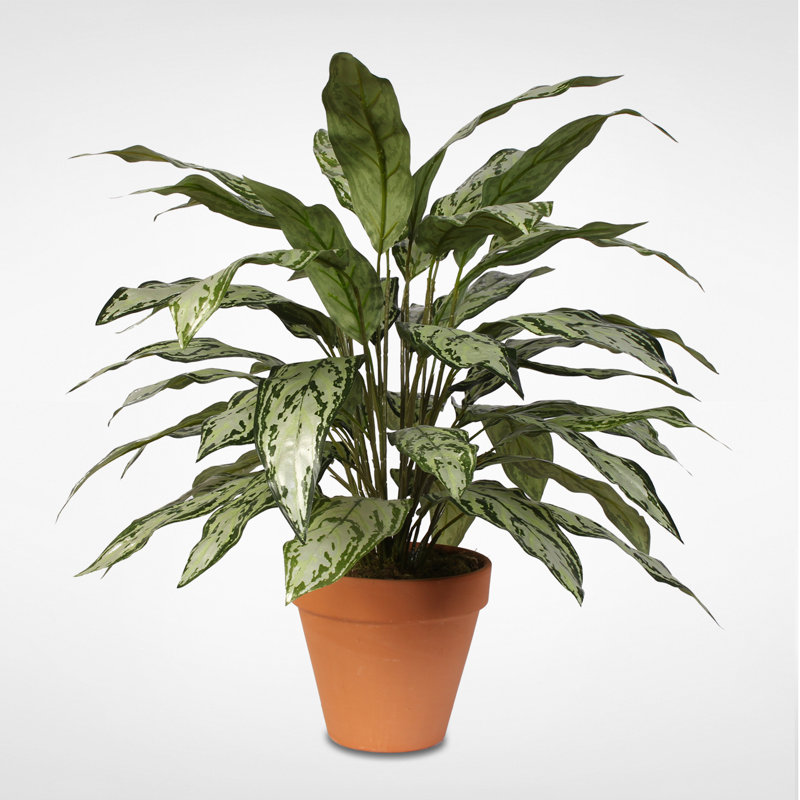 Faux Queen Plant Plant in Ceramic Pot