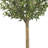 Olive Double Topiary Tree
