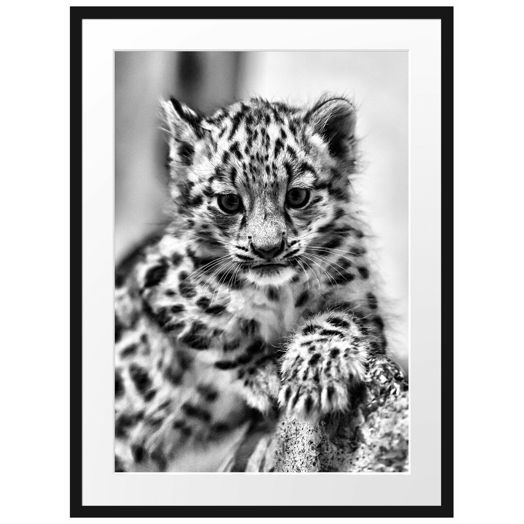 Leopardenjunges kletternd Gerahmte Fotokunstdruck Poster