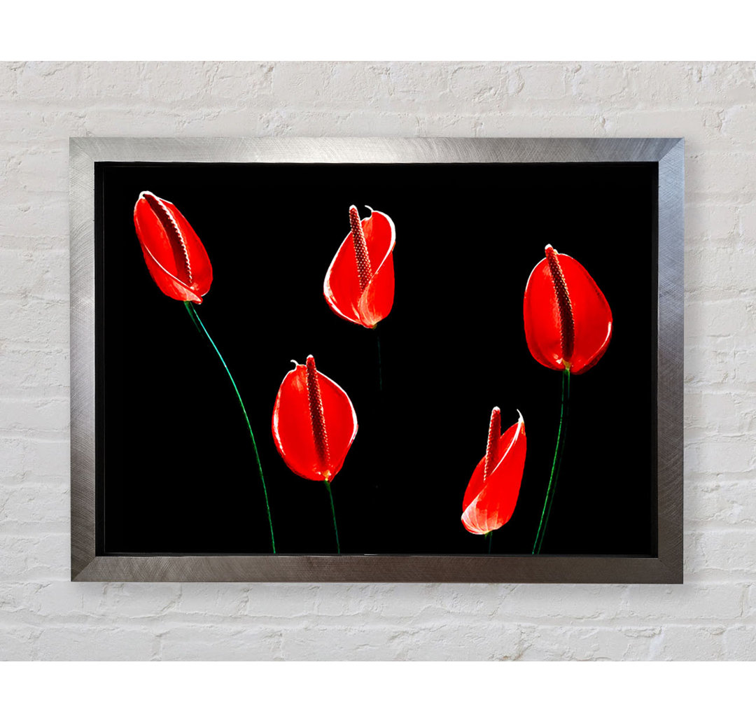 Beatiful Red Night Flowers - Einzelner Bilderrahmen Kunstdrucke