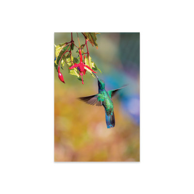 Central America, Costa Rica. Male Lesser Violetear Hummingbird Feeding by Jaynes Gallery - Unframed Print -  Latitude RunÂ®, 83AB35668AB043128ADB216F412D9B3E