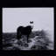 Blank Horse Print by Annie Spratt-1534706332