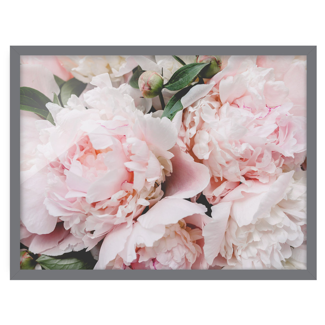 Gerahmtes Poster Peonies Light Pink