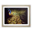 Illuminated Peacock - Single Picture Frame Painting-428805011-428805009