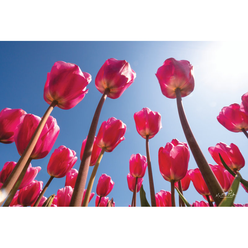 «Look up in Pink» par Martin Podt - reproduction imprimée, H 8 po x l 12 po, Toile tendue
