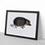 Collared Hedgehog by John Edward Gray - Framed Print-55621170-55621167