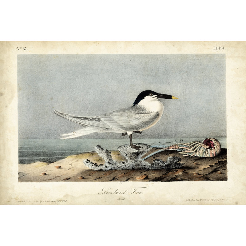 Audubon Sandwich Tern by John Audubon - Painting on Canvas, Wrapped Canvas, 81 cm H x 122 cm W