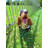 18'' H x 91.1'' W Black Metal Fencing with 10 Panel(s) Included