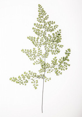 Wrapped Canvas Print, 50.8 cm H x 76.2 cm W