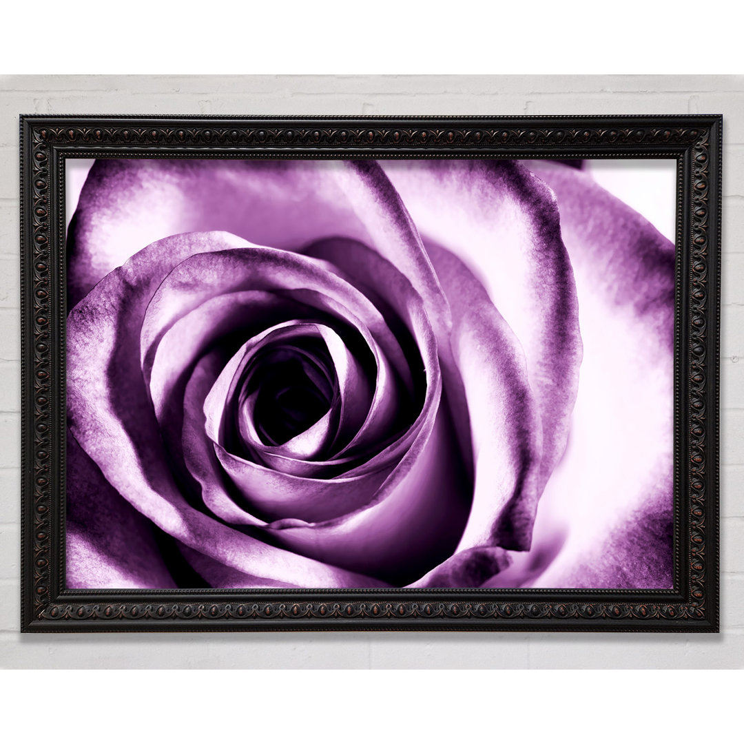 Purple Rose Delight - Druck