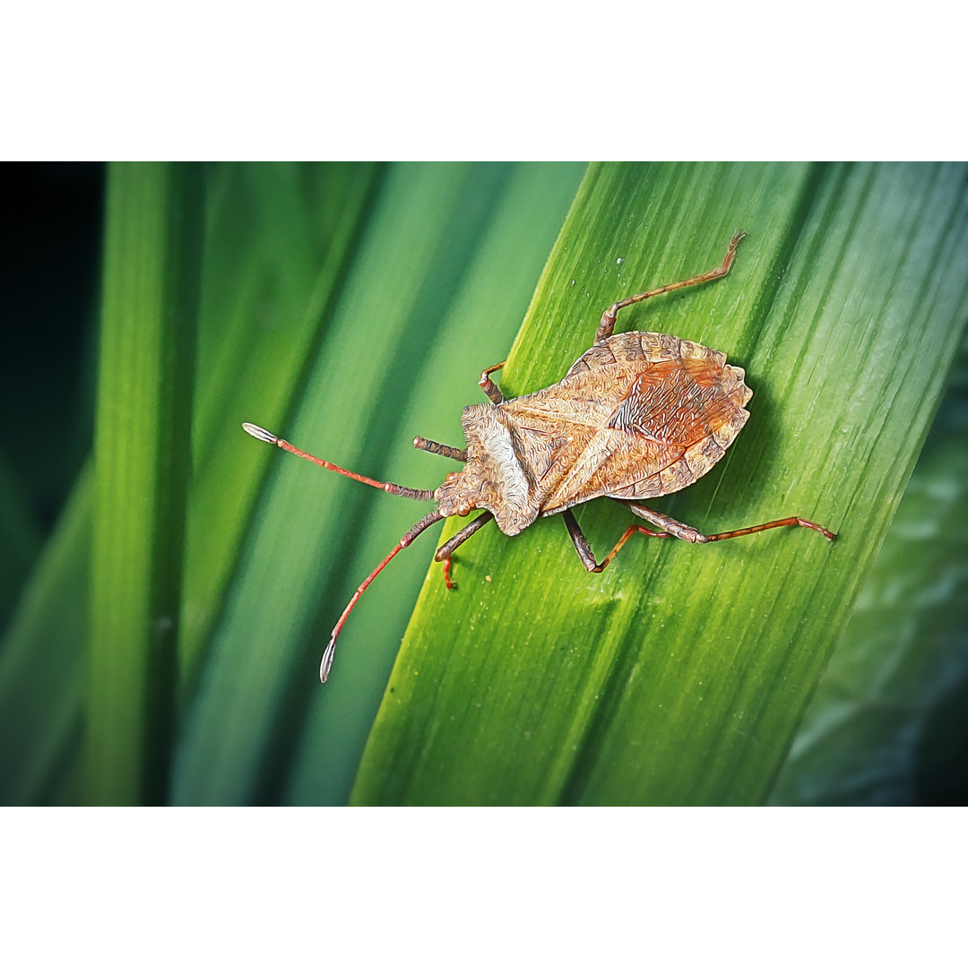 Dock Bug Insekt von FrankRamspott - Kunstdrucke