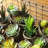 3'' Faux Succulent Plant in Pot