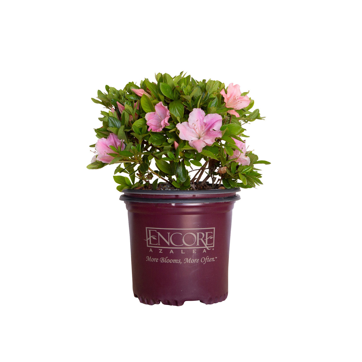 Autumn Twist Encore Azalea  Shop  – Plants by Mail