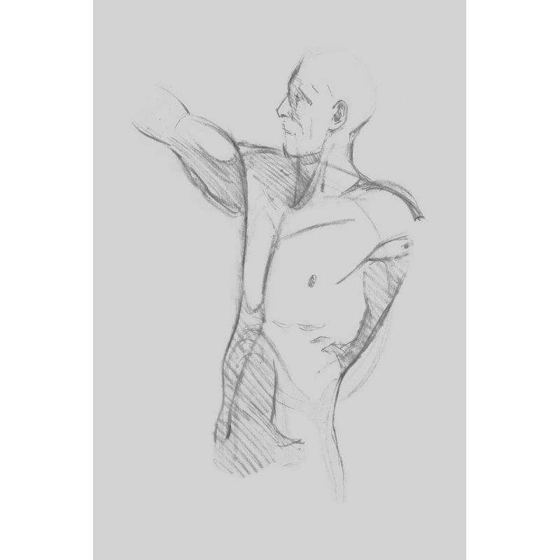 Male Torso Sketch IV by Jacob Green - Drawing Print, 122 cm H x 81 cm W, Wrapped Canvas