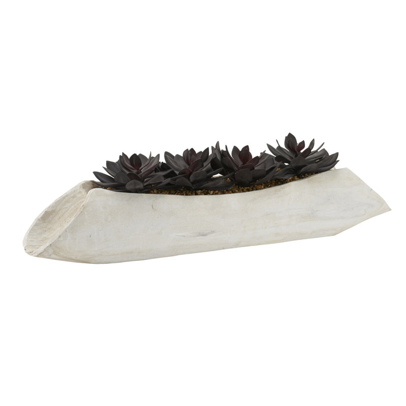 Echeveria en bûche de bois
