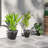 Kise Pot Planter-323524643-322665829
