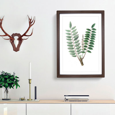 Indian Frankincense Flowers Illustration - Framed Print