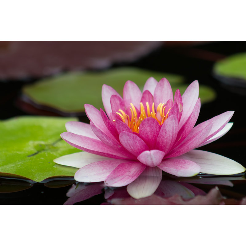 Perfect Bright Pink Water Lily In A Pond - Wrapped Canvas Print, 51cm H x 76cm W x 3.8cm D