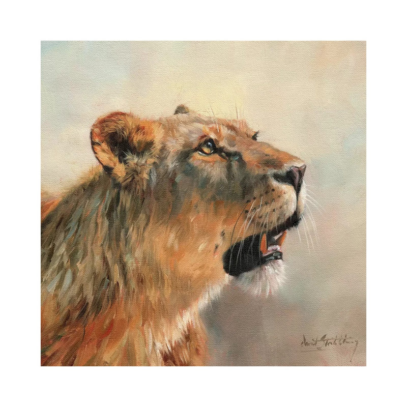 Lioness Portrait II by David Stribbling - Wrapped Canvas Painting, 30.48 cm H x 30.48 cm W