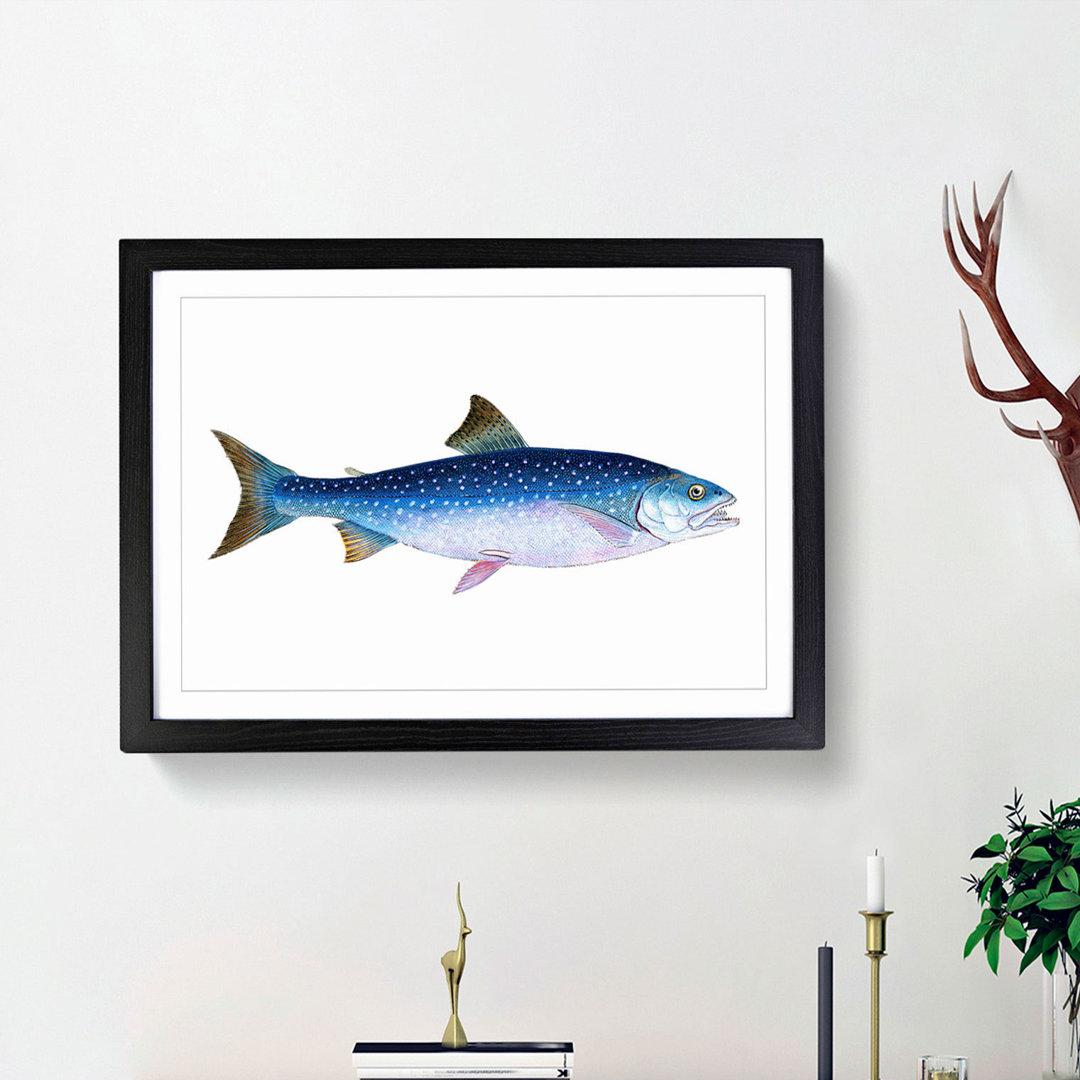 Alpine Charr Fish by Edward Donovan - Single Picture Frame Painting