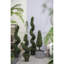 Topiaire de buis 36 po en pot