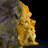 Wulfenite - Rowley Mine, Arizona, USA