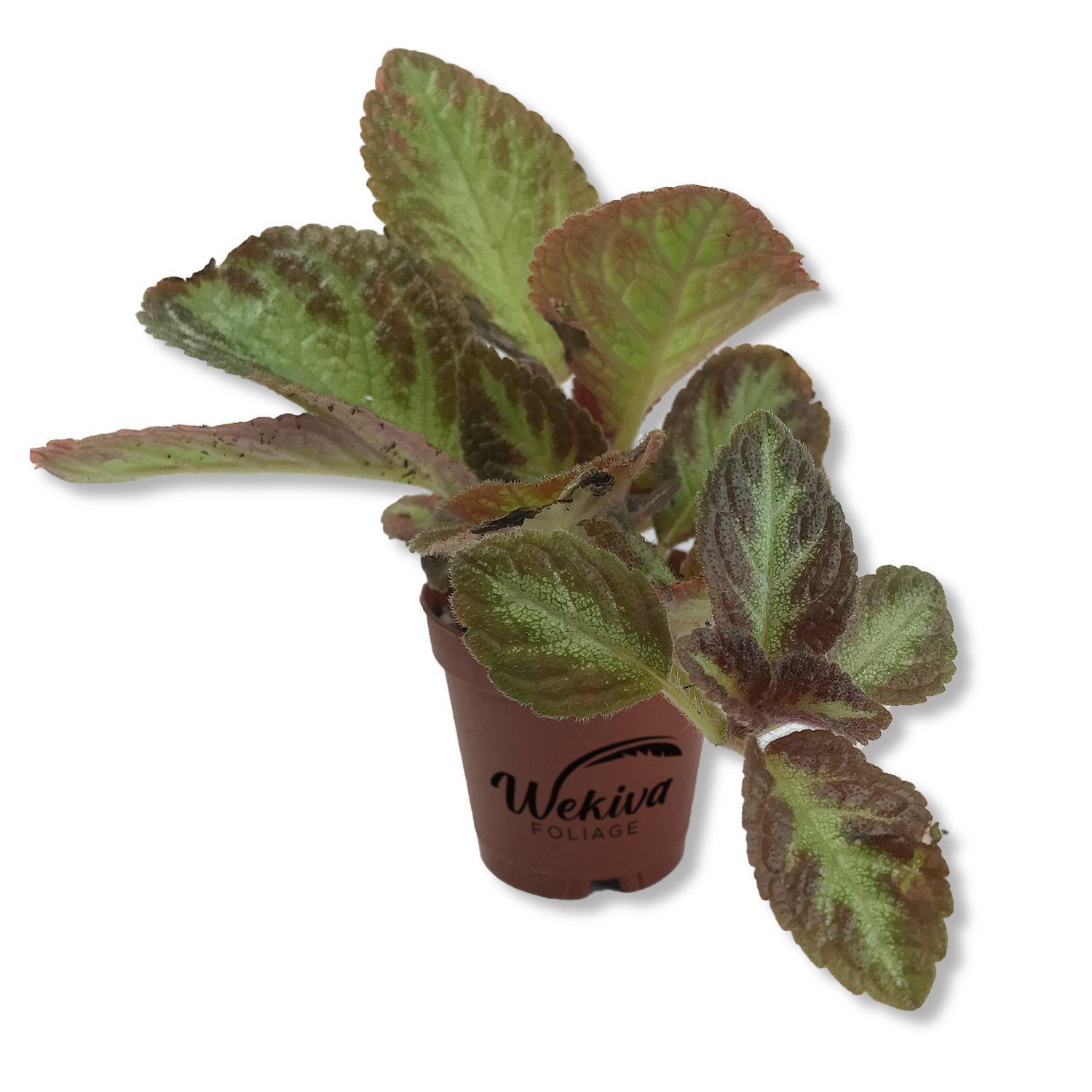 Wekiva Foliage LLC Silver Screen Episcia - Live Plant in a 2 Inch Pot ...