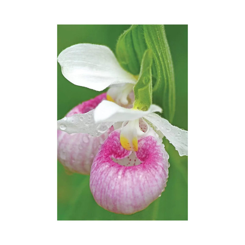 «Showy Lady Slipper» par Brian Wolf - photographie sur toile tendue, H 40 po x l 26 po x P 1,5 po