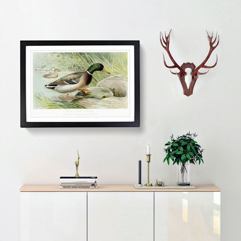 Mallard Duck by J.L. Ridgway - Picture Frame Art Print, Black Framed, 27cm H x 36cm W x 2cm D