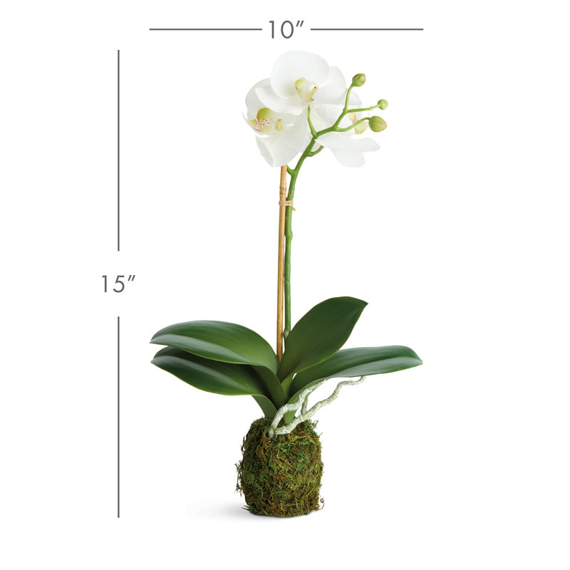 Ensemble de 2 orchidées PHALAENOPSIS