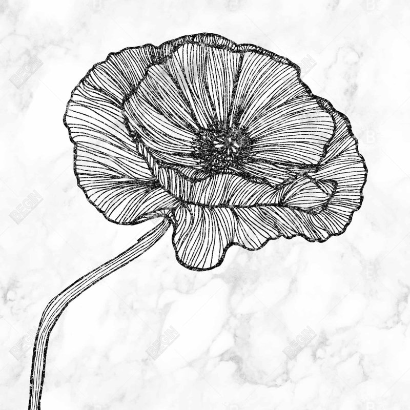 " Bright Poppy Flower "
