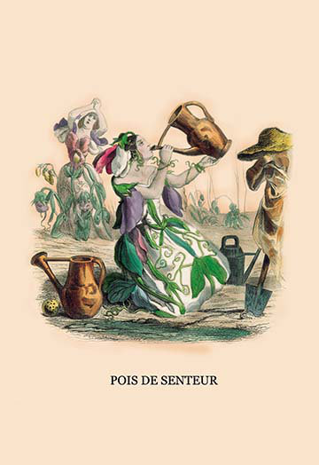 « pois de senteur » par j.j. grandville, impression, H 66 po x l 44 po x P 1,5 po