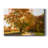 " Maple Tree Drive " Color Photography Print-1869755163