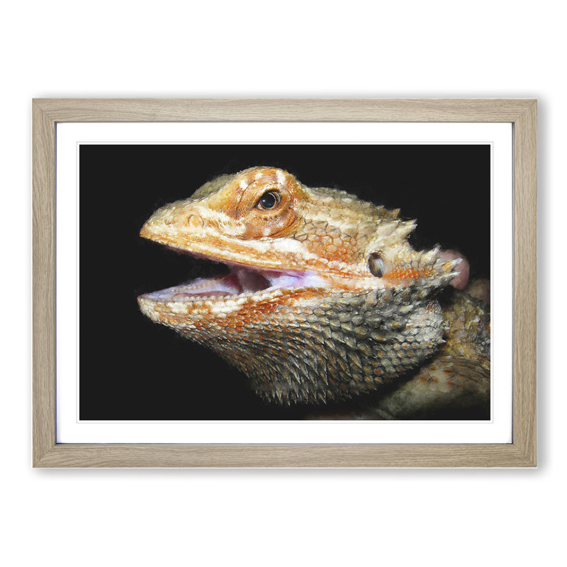 Bearded Dragon Lizard - Picture Frame Photograph, 27cm H x 36cm W x 2cm D, Oak Framed