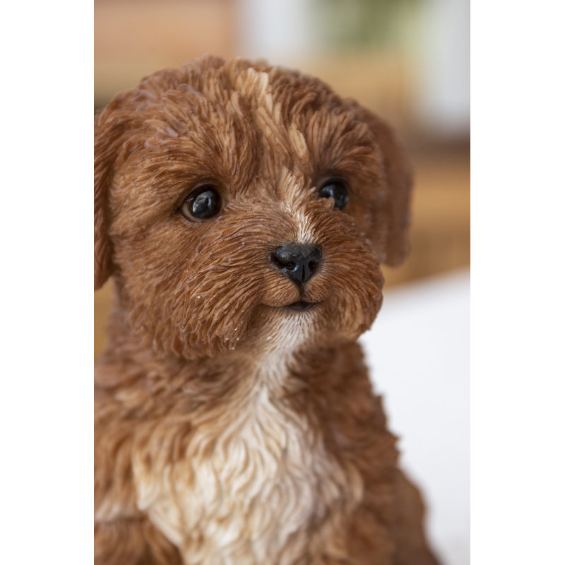 Baby Cavapoo, Brown/Beige