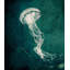 Marine Collection V Print by GI Lab-26703687-26703685