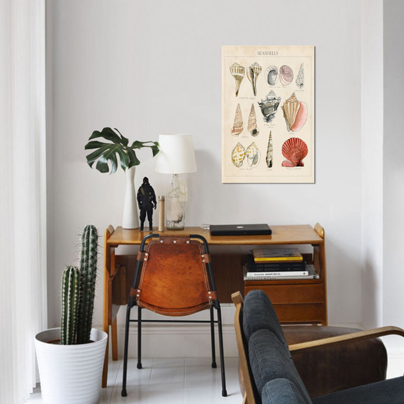 « coquillage sketch ii », reproduction d’impression sur toile, H 18 po x l 12 po x P 1,5 po, Toile tendue, Pas de tapis