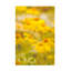Art sur toile, Janice Sullivan-104143396