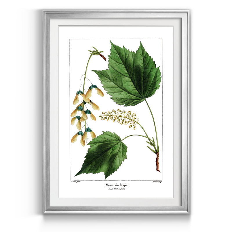 Érable de montagne - Reproduction d'art graphique sur papier encadré, Argent, H 18,5 po x l 24,5 po x P 1,5 po