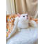Couvertures pour chiens-99211496