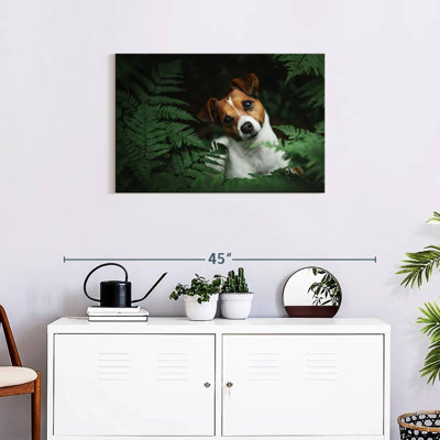 Adorable Terrier