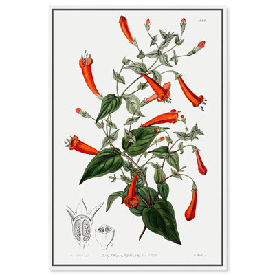 Art Remedy, reproduction d'art sur toile, Manettia à feuilles en forme de cœur