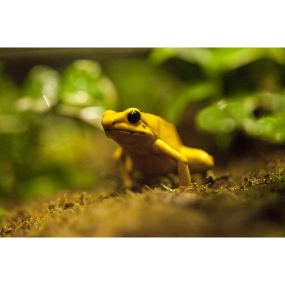 Goldener Giftfrosch von Jaysongraphy - Kunstdrucke auf Leinwand