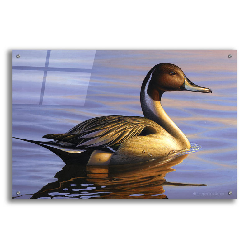 «Lone Pintail» par Mark Mueller, art animalier, H 24 po x l 36 po x P 0,2 po