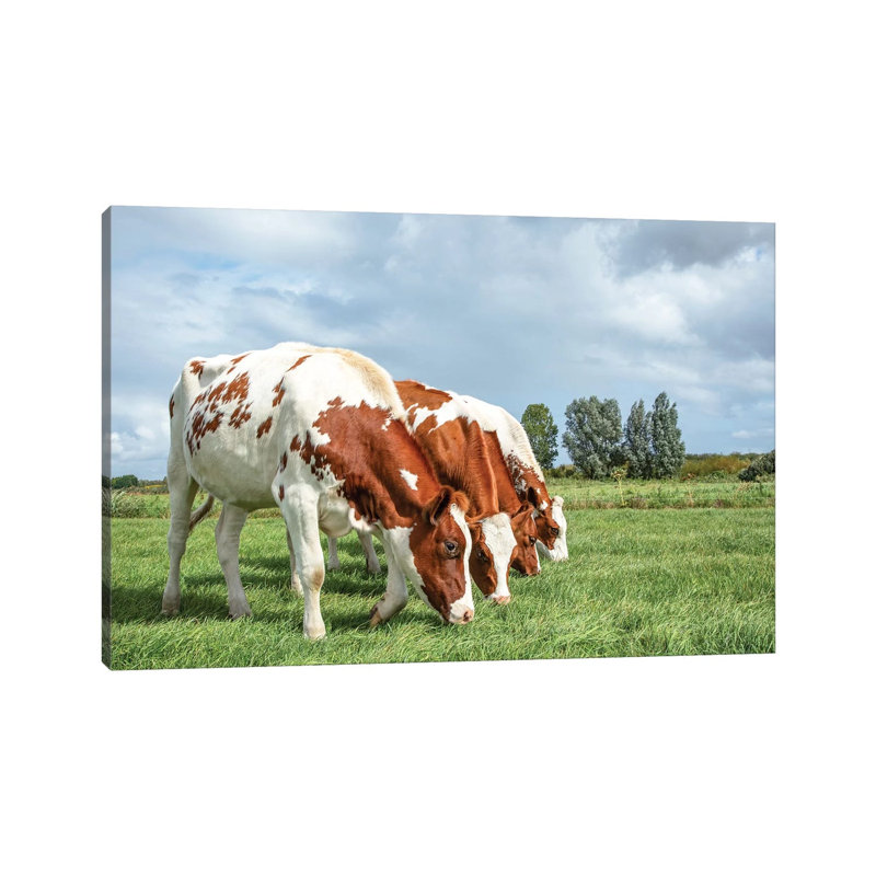 Four Cows On A Row by Clara Bastian - Wrapped Canvas Print, 66.04 cm H x 45.72 cm W x 1.91 cm D