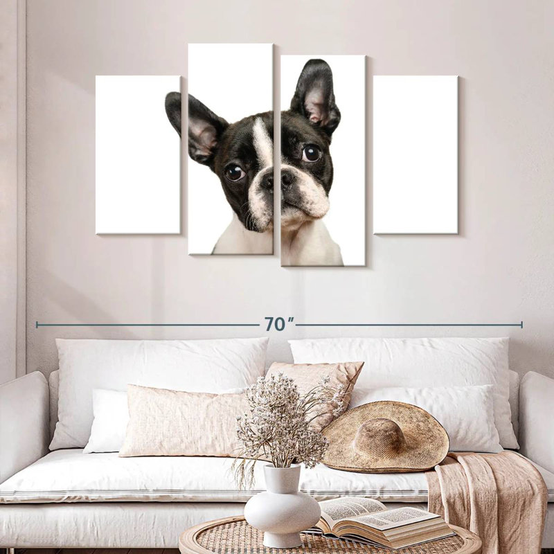 Brampt Little Boston Terrier, H 32 po x l 52 po