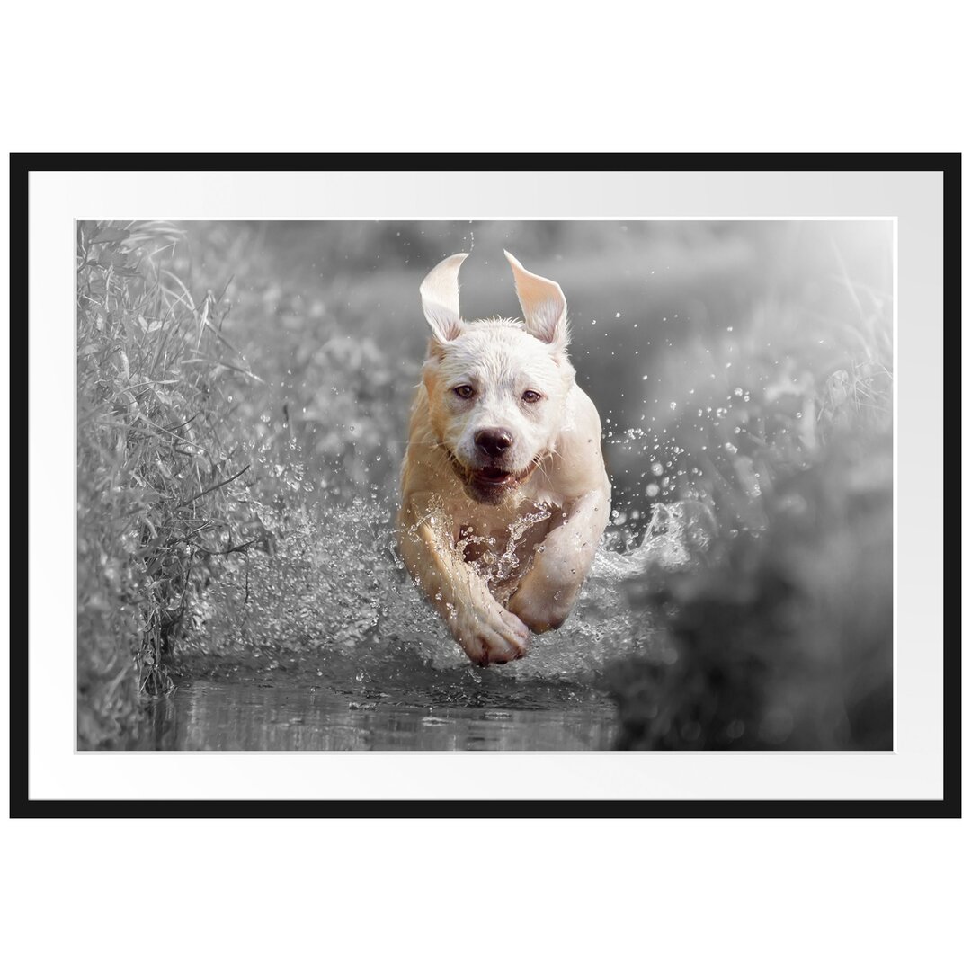 Gerahmtes Poster Labrador-Welpe Wasser