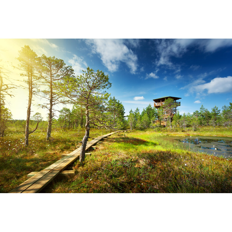 Viru Bogs At Lahemaa by LeManna - Wrapped Canvas Print, 30cm H x 46cm W